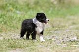 BORDER COLLIE 652